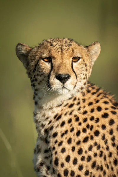 Close Cheetah Sitting Turned Head — Zdjęcie stockowe