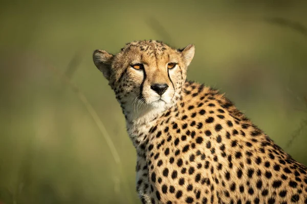 Close Cheetah Sitting Turning Head — Stock fotografie