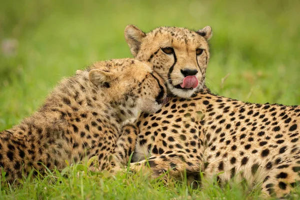 Close Cub Nuzzling Cheetah Lying — Fotografia de Stock