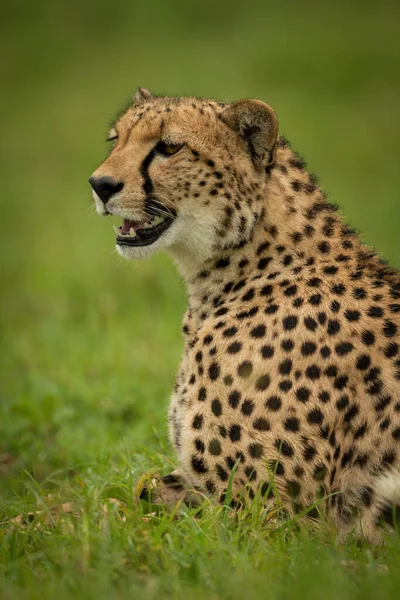 Close Van Cheeta Liggend Kort Gras — Stockfoto