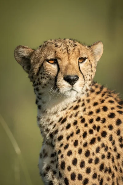 Close Van Cheetah Zitten Met Hoofd Draaide — Stockfoto