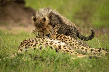 Yavru çitanın tepesine atlıyor.