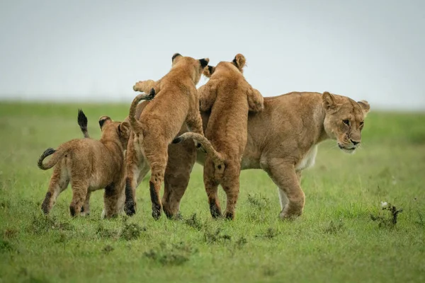 Yavrular Otları Aşan Dişi Aslanlarla Kavga Ediyor — Stok fotoğraf