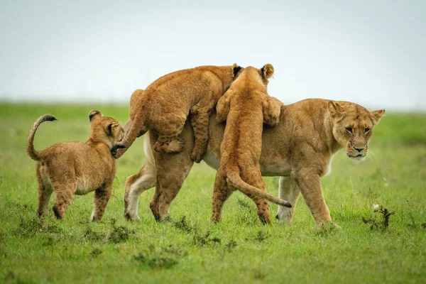 Cubs jump on lioness walking across grassland