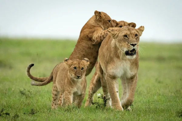 Filhotes Atacam Leoa Caminhando Sobre Planície Gramada — Fotografia de Stock