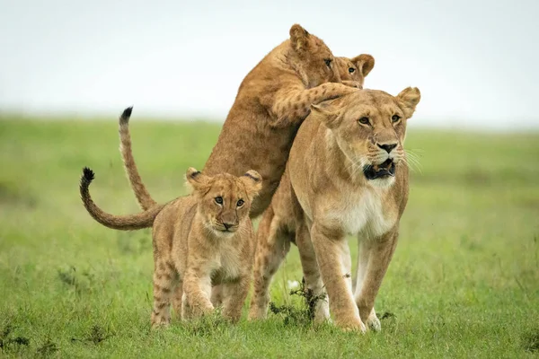 Filhotes Atacam Leoa Caminhando Pela Planície Gramada — Fotografia de Stock