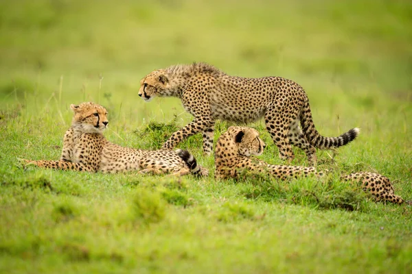 Cub Projde Kolem Dvou Gepardů Ležících Zemi — Stock fotografie