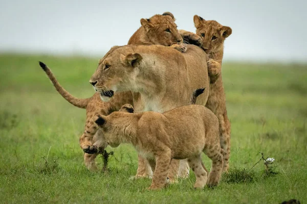 Cubs Útok Lvice Stojící Travnaté Pláni — Stock fotografie