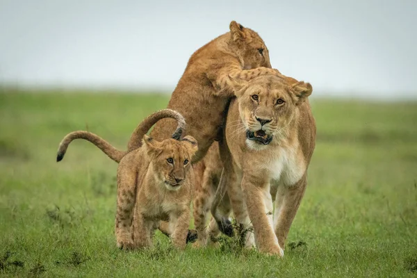 Louveteaux Attaque Lionne Traversant Plaine Vers Caméra — Photo