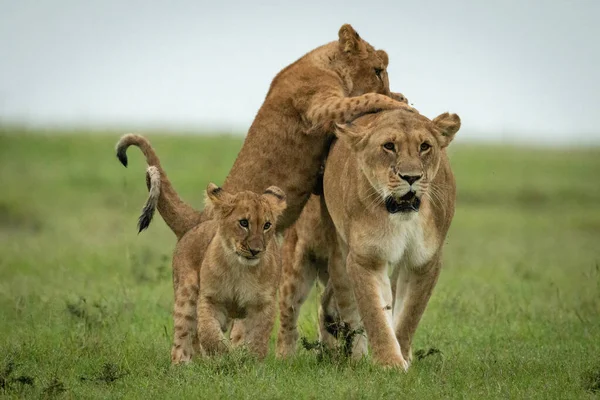 Cubs Útok Lvice Chůze Travnaté Pláni — Stock fotografie