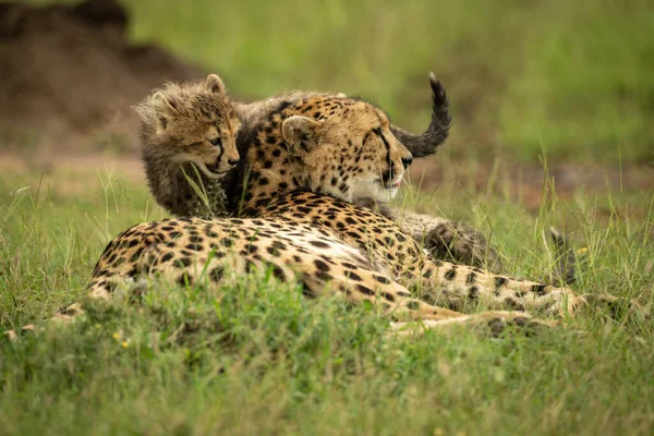 Cub Jde Gepardem Ležícím Trávě — Stock fotografie