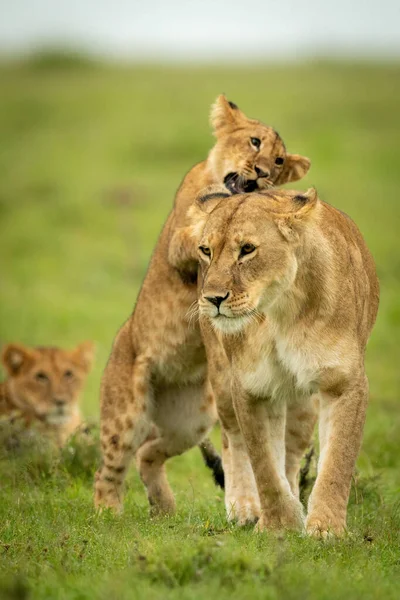 Jungtier Steht Auf Hinterbeinen Und Beißt Löwin — Stockfoto