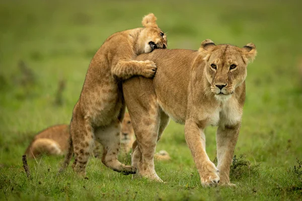 Cub Stands Hind Legs Nibbling Lioness — Stock Photo, Image