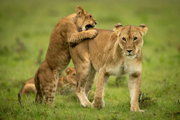 Louveteau Debout Sur Les Pattes Arrière Mordant Lionne — Photo