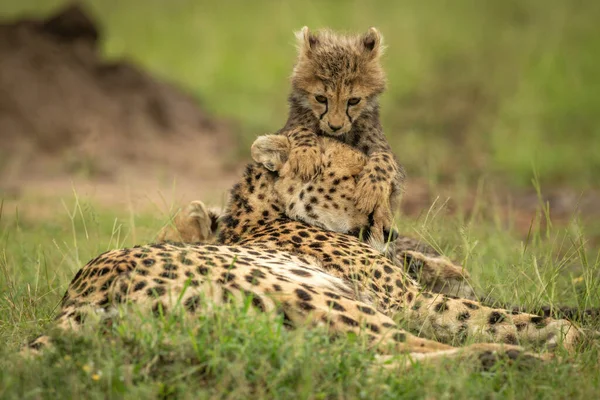 Cub Ligt Rusten Het Hoofd Van Cheeta — Stockfoto