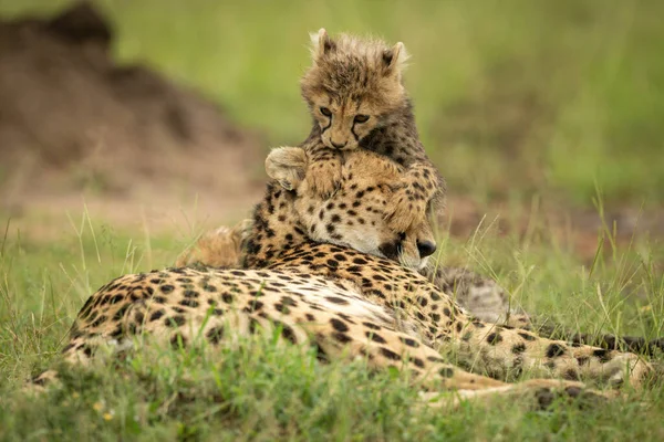 Cub Lies Leaning Head Cheetah — Stock Photo, Image