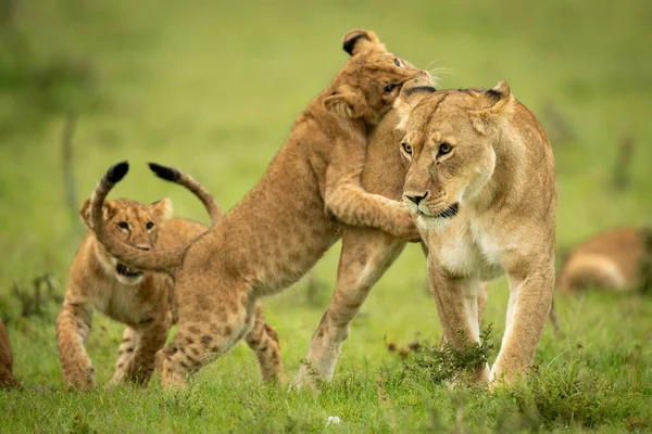 Cub Bersandar Pada Singa Betina Pada Kaki Belakang — Stok Foto