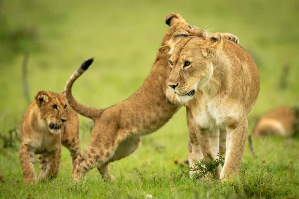 Jungtier Stützt Sich Auf Löwin Auf Hinterbeine — Stockfoto