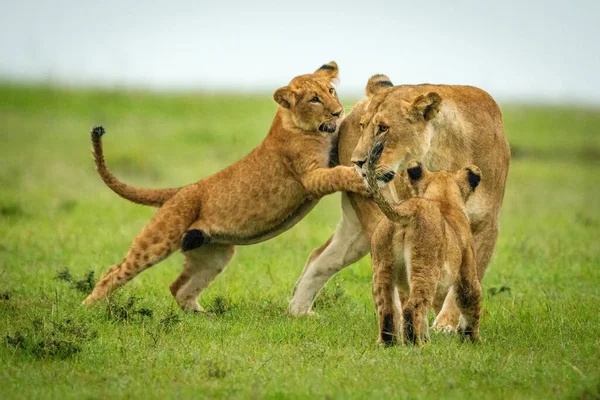 Cub Chytá Lvice Zezadu Pastvinách — Stock fotografie