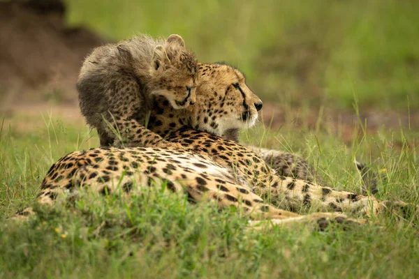 Welp Klimt Cheeta Liggend Gras — Stockfoto