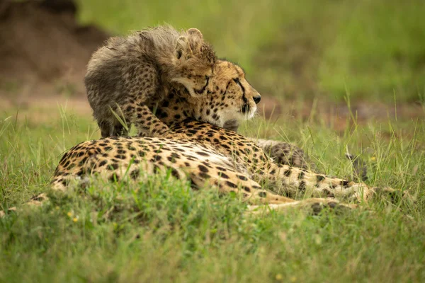 Welp Klimt Cheeta Liggend Gras — Stockfoto