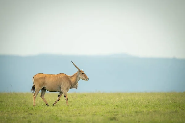 Common Eland Caminha Através Grama Horizonte — Fotografia de Stock