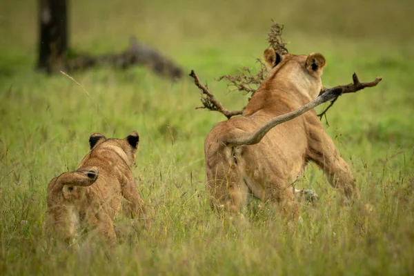 Cub Chases Mother Branch Grass — Stock Photo, Image