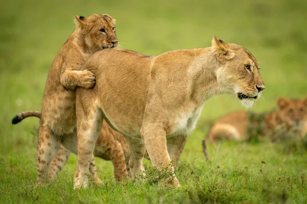 Louveteau Attrape Lionne Par Derrière Dans Herbe — Photo