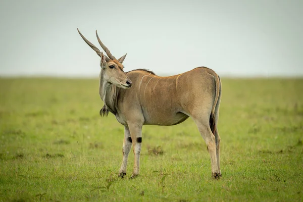 Common Eland Stojí Trávě Ohlíží — Stock fotografie