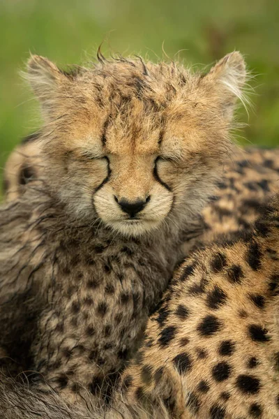Islak Çita Yavrusu Gözlerini Kapatıyor — Stok fotoğraf
