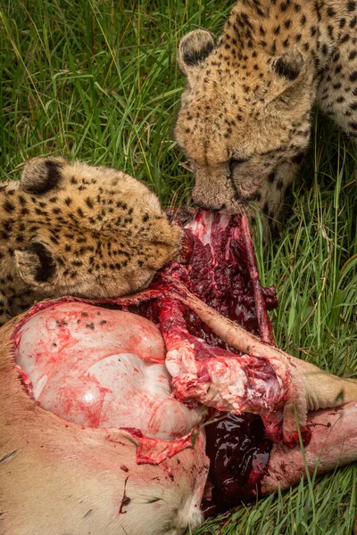 Detailní Záběr Dvou Gepardů Hlodajících Hartebeest — Stock fotografie