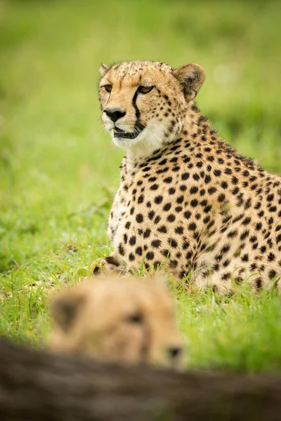 Close Van Twee Cheeta Gras — Stockfoto