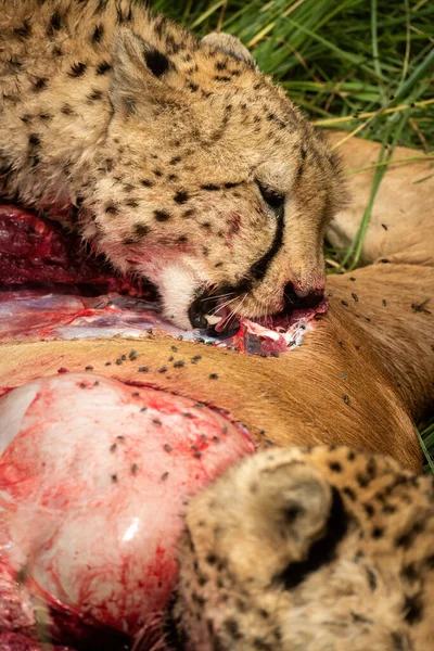 Detailní Záběr Dvou Gepardů Pojídajících Hartebeest — Stock fotografie