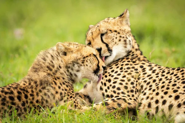 Közelkép Két Gepárdról Amint Nyalják Egymást — Stock Fotó