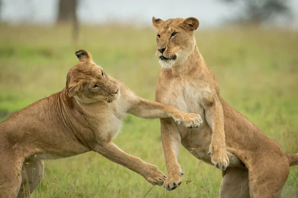 Close Two Lionesses Hind Legs — Stock Photo, Image