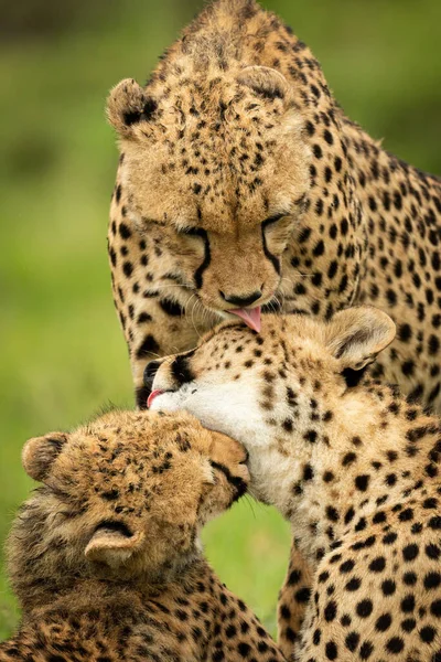 Close Three Cheetahs Licking Each Other — Stock Photo, Image