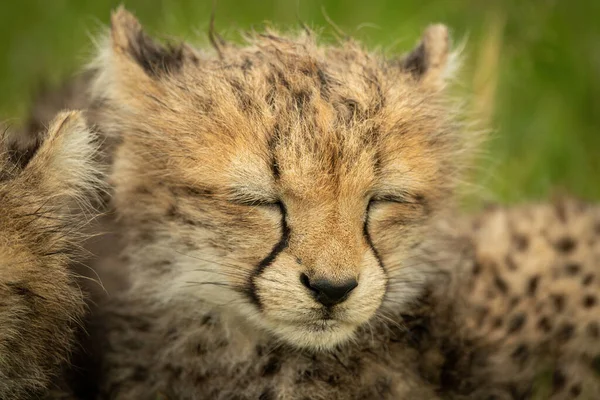 Close Sleepy Cheetah Cub Another — Stock Photo, Image