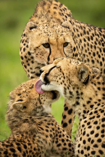 Close Van Drie Cheeta Die Elkaar Schoonmaken — Stockfoto