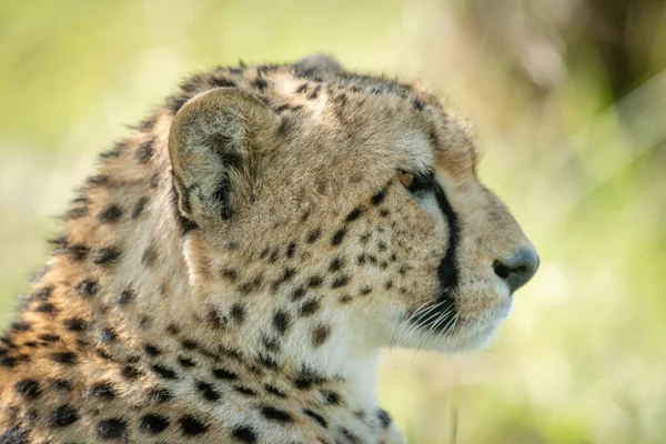 Närbild Sittande Gepard Huvud Och Axlar — Stockfoto