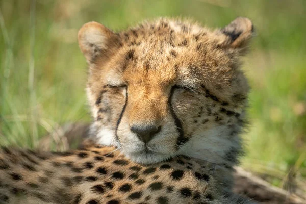 Close Sleepy Cheetah Cub Grass — Stock Photo, Image