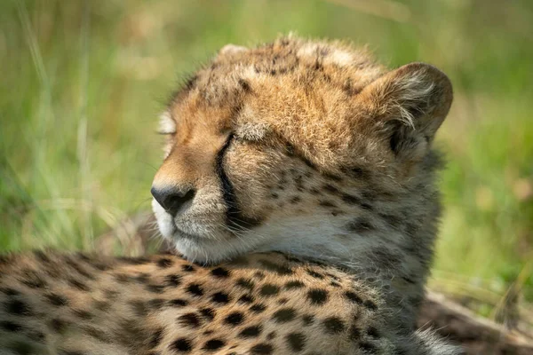 Close Sleepy Cheetah Cub Turning Head — Stock Photo, Image