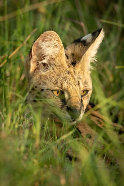 Close Serval Head Long Grass — Stock Photo, Image