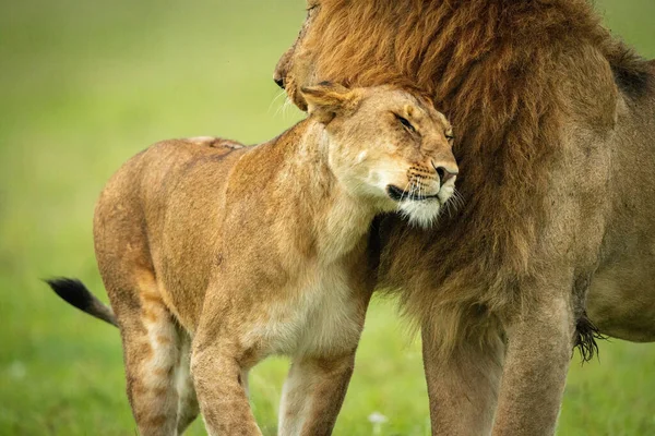 Close Lioness Rubbing Head Mane — Stock Photo, Image