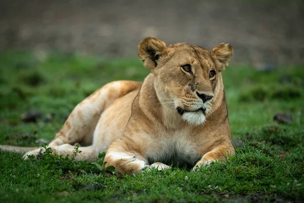 Close Lioness Lying Tilting Head — Stock Photo, Image