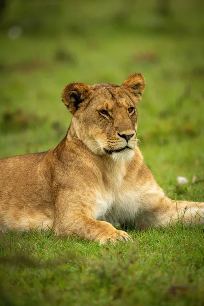 Close Lioness Lying Wet Grass — Stock Photo, Image