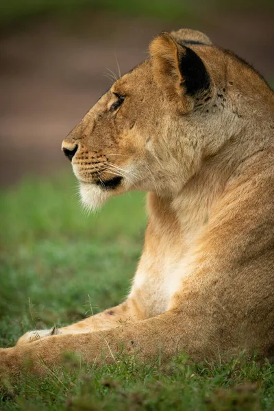 Gros Plan Lionne Allongée Dans Herbe — Photo