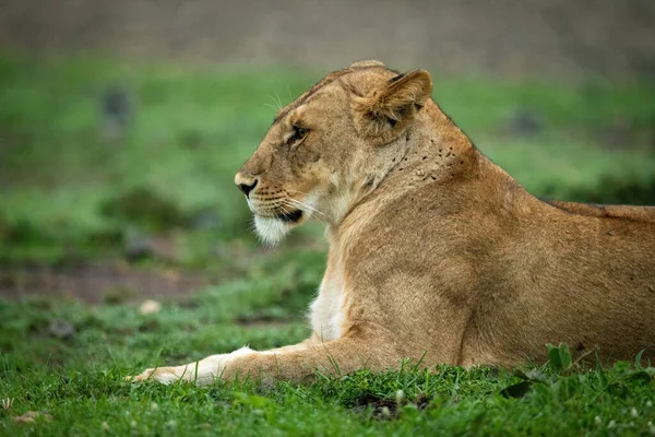 Gros Plan Lionne Couchée Face Gauche — Photo