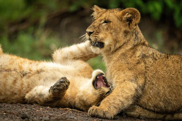 Close Lion Cubs Lying Play Fighting — Stock Photo, Image