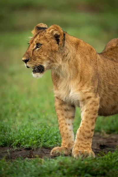 Großaufnahme Eines Löwenjungen Der Gras Steht — Stockfoto