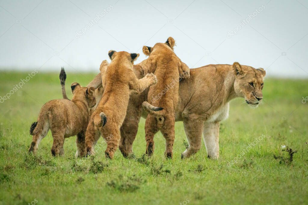 Cubs jump on lioness walking across grass